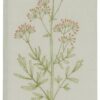 Papierservietten *FLORA UMBELLIFERBLUME* Ib Laursen