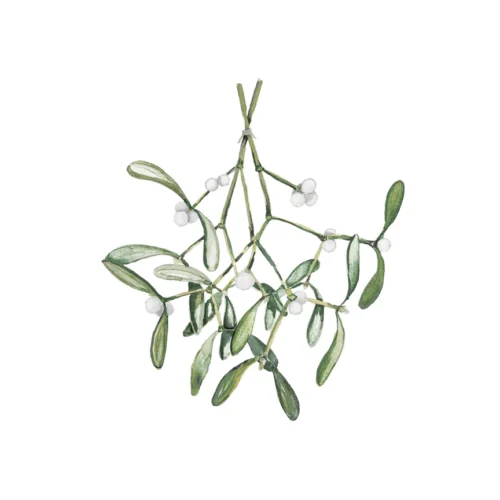 Aquarellkarte *MISTLETOE* Eulenschnitt